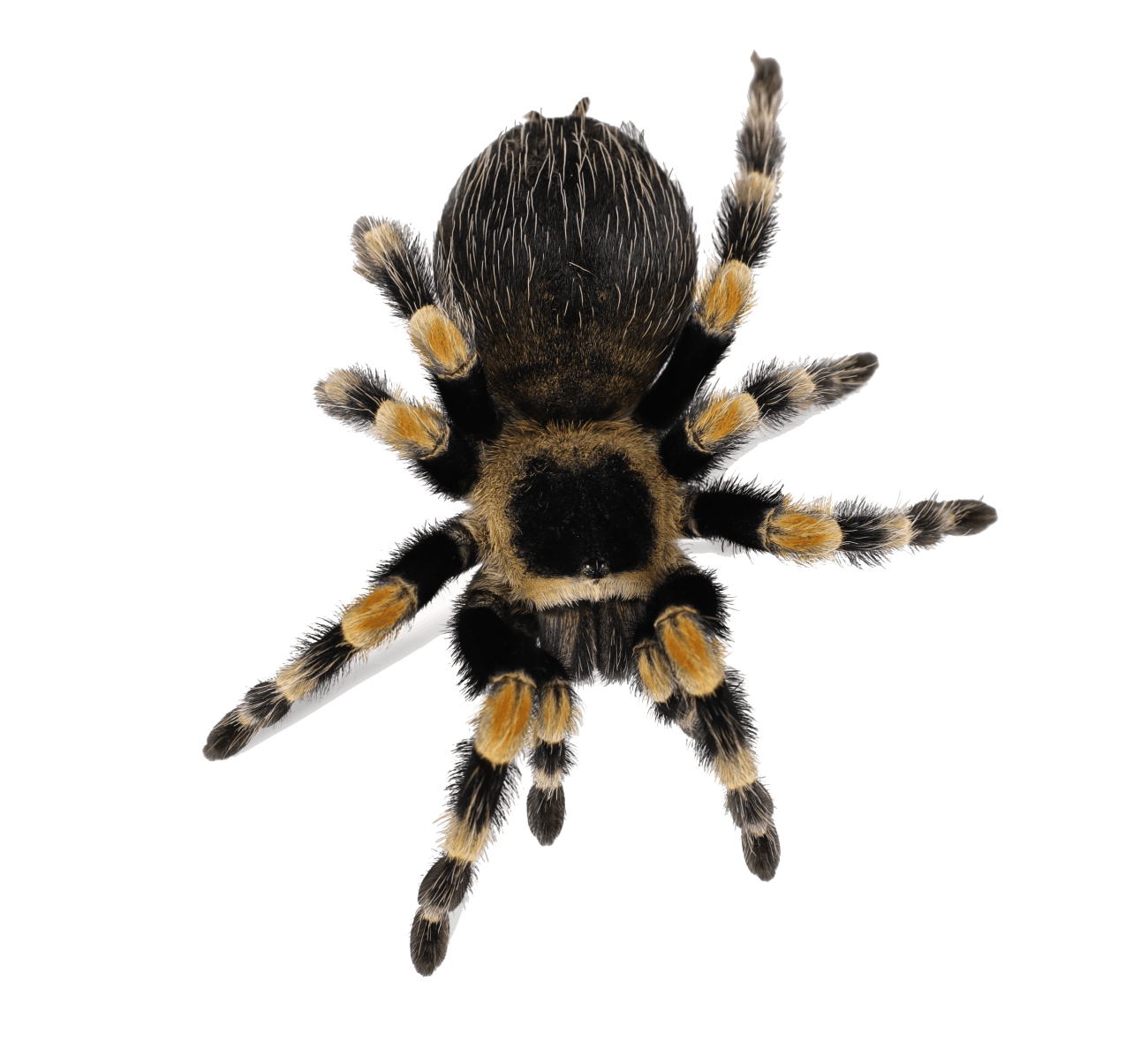 invertebrate tarantula